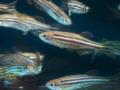 Исследование мозга живых рыб открыло неожиданную деталь о памяти
