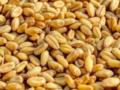 Росія викрала в Україні близько 400 тисяч тонн зерна, - комітет Ради