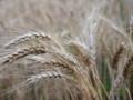 США рассматривают временную отмену санкций из Беларуси для перевозки украинского зерна