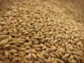 Россия вывезла из Украины не менее 400 тысяч тонн зерна