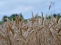 Урожаї пшениці та інших культур в Україні скоротяться на третину, але навіть його нема куди подіти — The Economist