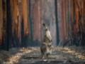 Гигантский ископаемый кенгуру оказался не связан с современными австралийскими животными