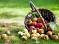 Яблочный Спас: что нельзя делать в праздник