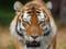 В Британии тигр напал на сотрудницу зоопарка