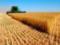 В Украине собрано почти 20 млн тонн ранних зерновых, - МинАП