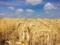В Украине намолотили 24 миллиона тонн пшеницы