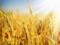 В Украине собрано 55 миллионов тонн зерновых