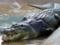 Крокодил в Мексике утащил под воду 12-летнего ребенка