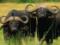 В ЮАР буйволы защитили брошенного слоненка от нападения львов
