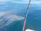 Видео-факт: белая акула испортила рыбалку двум приятелям