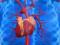 Эксперты назвали простой способ проверки состояния сердца и сосудов