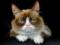 Умерла Грампи Кэт — самая сердитая кошка в интернете