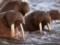 В Арктике моржи напали на российский десантный катер