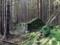 Ученые раскрыли тайну руин в британских лесах