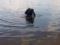 В Киеве в озере Утиное утонул мужчина