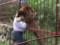 В Колумбии во второй раз спасают  целующегося льва 