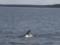 Дельфин по Южному Бугу заплыл на 135 км вглубь материковой Украины