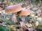 Эти грибы могут защитить от рака простаты