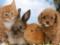 Передают ли коты и собаки коронавирус - заявление ветеринара