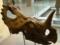 Ученые обнаружили рак костей в древнего динозавра