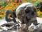 На Тернопольщине археологи нашли скелет священника