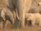 В кенийском заповеднике дали имена 140 слонятам