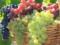 Як вибрати безпечний і корисний виноград: розповідає фахівець