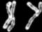 Вчені відкрили нові властивості Y-хромосоми