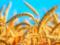 В Украине собрали около 67 млн тонн зерна, 15 млн. с начала года отправили на экспорт