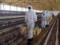 Южная Корея подтвердила четвертый случай опасного штамма птичьего гриппа