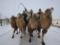 Дмитрий Комаров покажет самые масштабные зимние гонки северных верблюдов