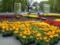 В Харькове собрались высадить 2,6 миллионов цветов
