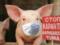 Африканской чума: На Буковине забьют 21 тысячу свиней