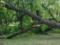 В результаті падіння дерев під Києвом загинули дві людини