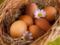 Научные баталии: как яйца влияют на организм?