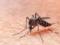 Малярия стала устойчивой к главному лекарству