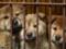 В Южной Корее хотят на законодательном уровне запретить есть собак