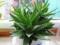 Растения снижают уровень стресса
