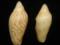 У музеї Австралії випадково знайшли рідкісного хижого молюска