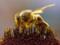 Ученые рассказали о социальном дистанциировании у пчел