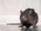 Следующий коронавирус принесут в мир крысы