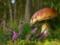 Як розпізнати отруйні гриби