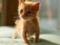 Издевательство над котенком в Печенегах: полиция открыла уголовное производство