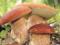 Porcini mushrooms will help you lose weight