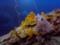 В Тихом океане нашли огромный коралловый риф, который ещё не успел пострадать от людей