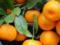 6 reasons why varto sti tangerines