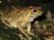 Инвазивные жабы на Мадагаскаре стали причиной смерти местных змей