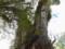Найстаріше дерево на Землі росте в Чилі