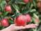 Вчені: яблуко може бадьорити не гірше за каву