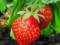 Ароматная ягода — лесная земляника